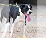 Small #2 Boxer Mix