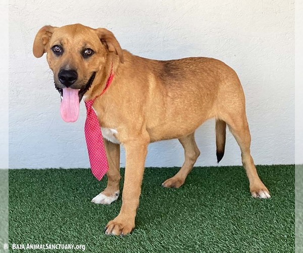 Medium Photo #2 Mutt Puppy For Sale in San Diego, CA, USA