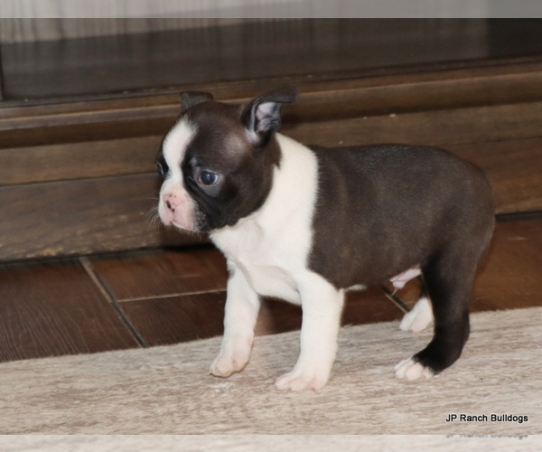 Medium Photo #6 Boston Terrier Puppy For Sale in WINNSBORO, TX, USA