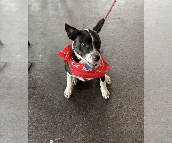 Medium Photo #4 Mutt Puppy For Sale in Euless, TX, USA