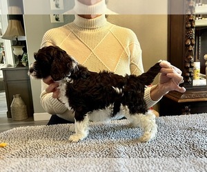 Australian Labradoodle Puppy for sale in BRUSH PRAIRIE, WA, USA