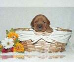 Small #6 Labrador Retriever