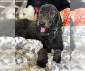 Mother of the Goldendoodle puppies born on 03/28/2025