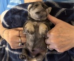 Puppy Puppy 4 Schnauzer (Miniature)