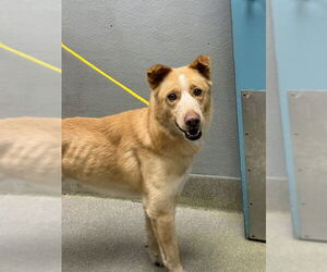 Mutt Dogs for adoption in Las Vegas, NV, USA