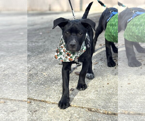 Medium Photo #7 Mutt Puppy For Sale in Holly Springs, NC, USA