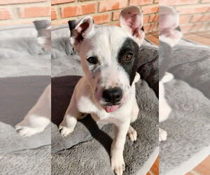 American Pit Bull Terrier-Huskies Mix Dogs for adoption in San Diego, CA, USA