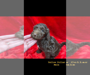 Double Doodle Puppy for sale in POTEAU, OK, USA