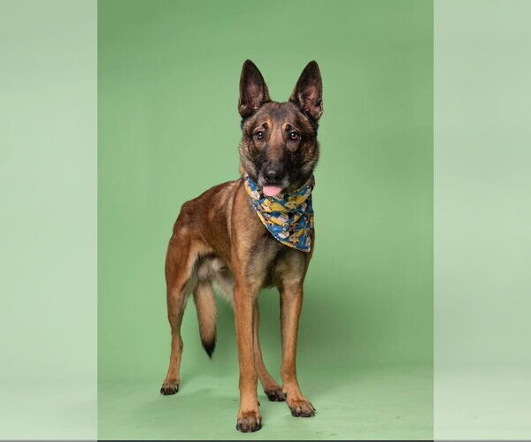 Medium Photo #3 German Shepherd Dog-Unknown Mix Puppy For Sale in Imlay City, MI, USA