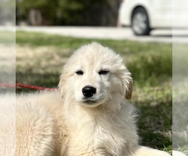 Medium Photo #1 Great Pyrenees-Unknown Mix Puppy For Sale in Yardley, PA, USA