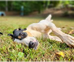 Small #3 Treeing Walker Coonhound