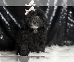 Small Poodle (Miniature)
