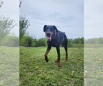 Small #25 Doberman Pinscher