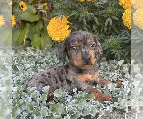 Medium Photo #2 Dachshund Puppy For Sale in FREDONIA, PA, USA