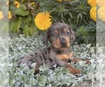 Small #1 Dachshund