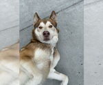 Small #2 Siberian Husky
