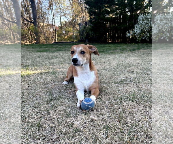 Medium Photo #5 Beagle-Unknown Mix Puppy For Sale in pomfret, CT, USA