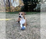 Small #4 Beagle Mix