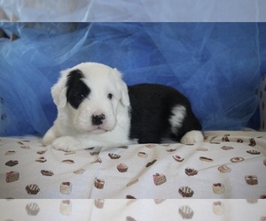 Old English Sheepdog Puppy for sale in FAIR GROVE, MO, USA