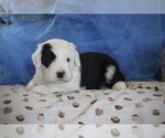 Image preview for Ad Listing. Nickname: AKC Jasper