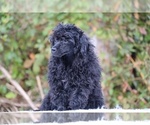 Small #45 Poodle (Toy)