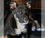 Small #5 German Shepherd Dog Mix