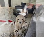 Small Photo #2 Goldendoodle Puppy For Sale in ROCKWALL, TX, USA