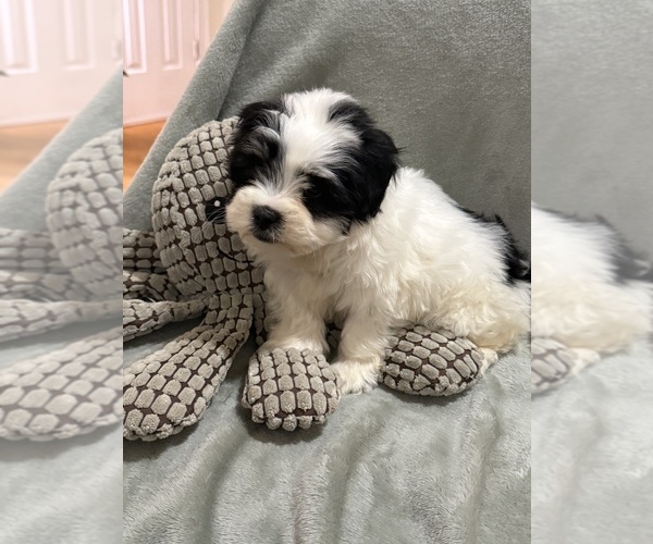 Medium Photo #8 Mal-Shi Puppy For Sale in DINWIDDIE, VA, USA