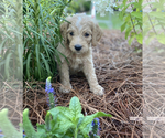 Small Photo #8 Goldendoodle Puppy For Sale in PINEHURST, NC, USA