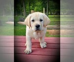 Small Photo #2 Labrador Retriever Puppy For Sale in NORWALK, CT, USA