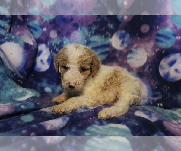 Medium Photo #11 Poodle (Standard) Puppy For Sale in JOICE, IA, USA