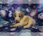 Small Photo #11 Poodle (Standard) Puppy For Sale in JOICE, IA, USA
