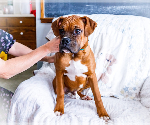 Medium Photo #2 Boxer Puppy For Sale in WAKARUSA, IN, USA