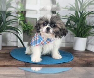 Shinese Puppy for sale in MARIETTA, GA, USA