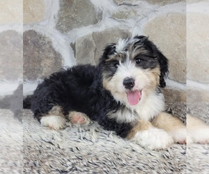 Bernedoodle Puppy for sale in GLENMOORE, PA, USA