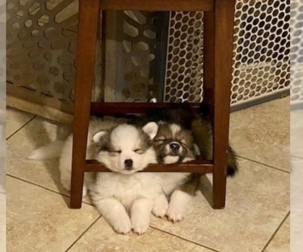 Medium Photo #3 Pomsky Puppy For Sale in RALEIGH, NC, USA