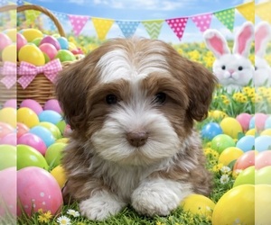 Havanese Puppy for sale in LIVONIA, MI, USA