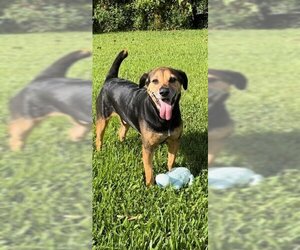 Labrador Retriever Dogs for adoption in Weston, FL, USA