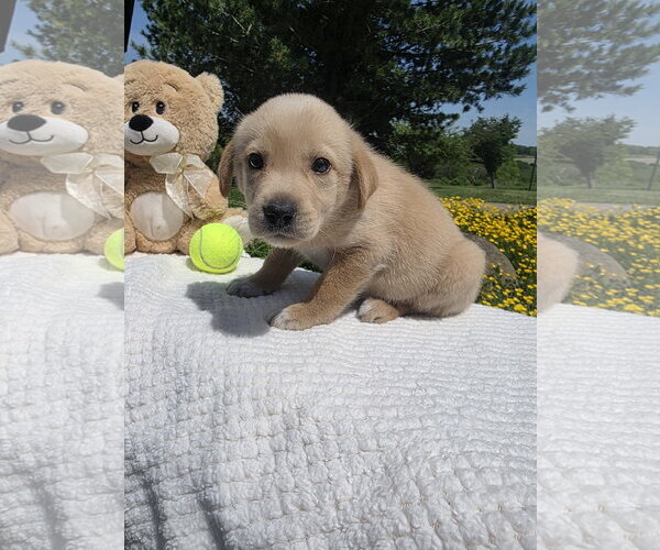 Medium Photo #5 Golden Retriever-Unknown Mix Puppy For Sale in SHERBURNE, NY, USA