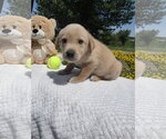 Small Photo #5 Golden Retriever-Unknown Mix Puppy For Sale in SHERBURNE, NY, USA
