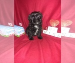 Small Photo #16 Maltese Puppy For Sale in LAPEER, MI, USA
