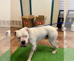 Small #2 Boxer