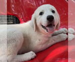 Small #2 Great Pyrenees
