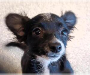 Chihuahua-Unknown Mix Dogs for adoption in Orange, CA, USA