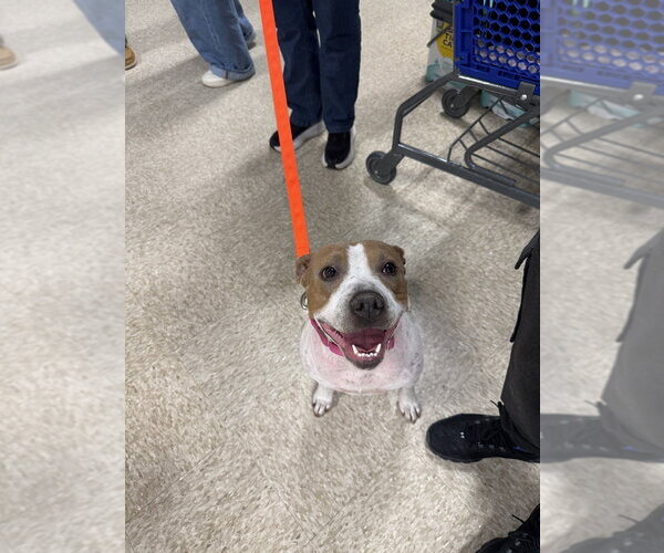 Medium Photo #13 American Staffordshire Terrier-Unknown Mix Puppy For Sale in Wenonah, NJ, USA