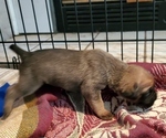Small Photo #14 Cane Corso Puppy For Sale in MOORESVILLE, NC, USA