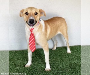 Brock - Male Collie-Labrador Retriever Mix Dog for Adoption - Photo #2