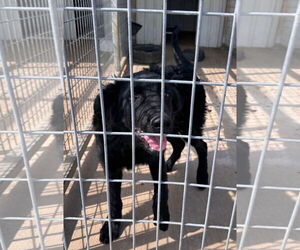 Collie-Labrador Retriever Mix Dogs for adoption in Grafton, WI, USA