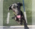 Small #3 Labrador Retriever Mix