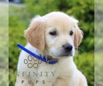 Small #1 Golden Retriever